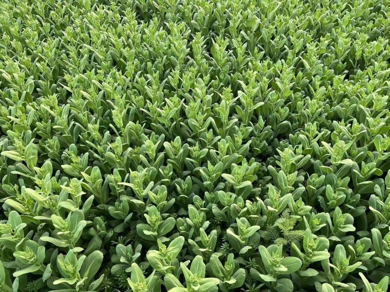 【牛商推荐】油菜苔，现摘现发，大量上市，质量保证，欢迎采购