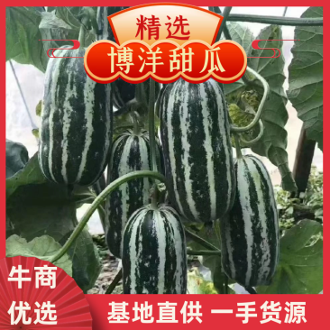 博洋系列甜瓜产地直发，源头直採电微商，市场批发
