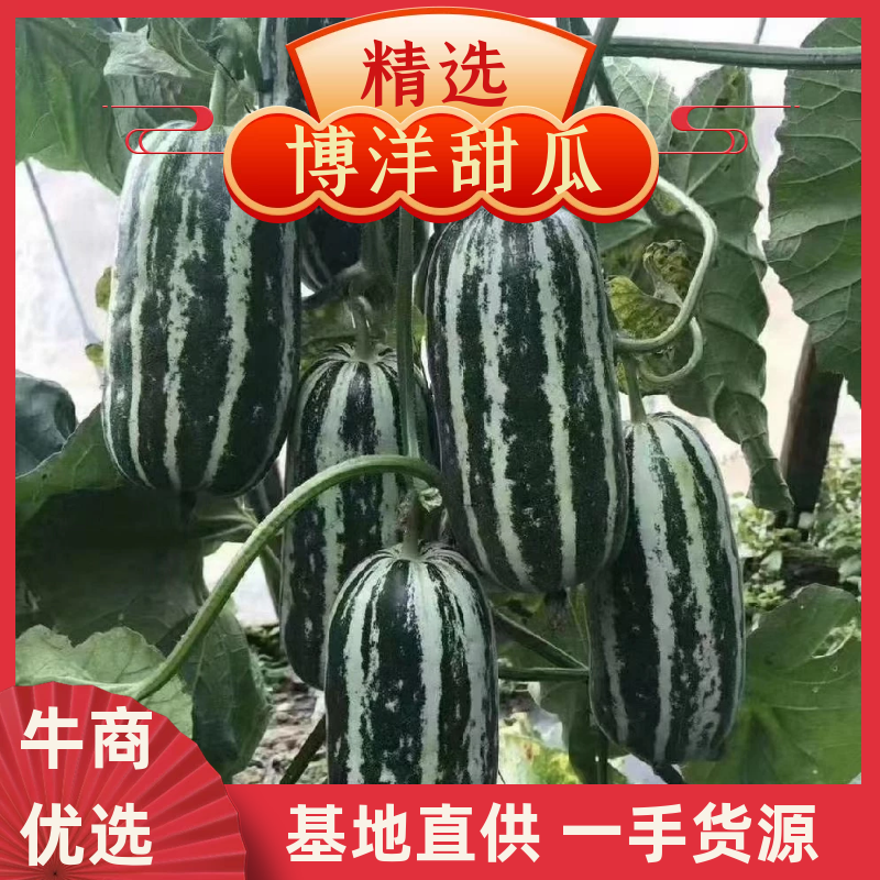 博洋系列甜瓜产地直发，源头直採电微商，市场批发