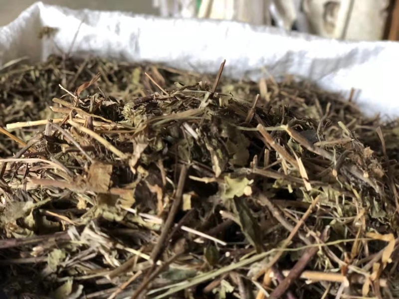土茵陈，野生品种，产地直供，量大从优！