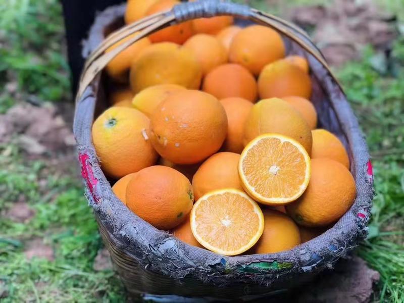 【特惠】宜昌精品橙子伦晚脐橙产地直供果园直发欢迎来电