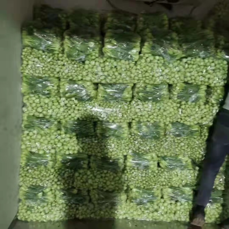 【牛商推荐】白菜苔，货源充足，产地直发，诚信经营，质量保证