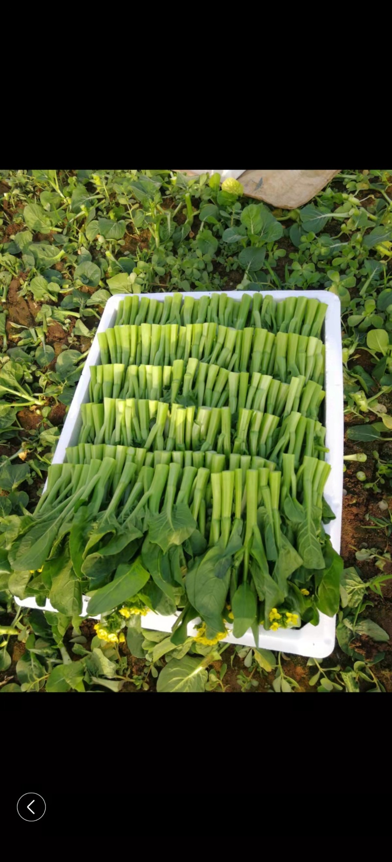 【牛商推荐】白菜苔，货源充足，产地直发，诚信经营，质量保证