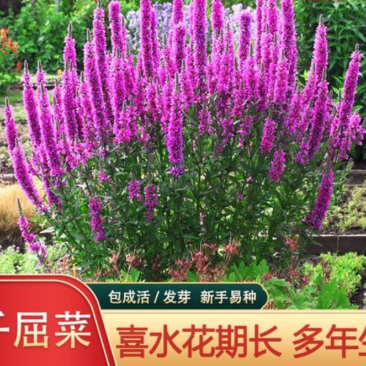 千屈菜种子水生花种子四季易种多年生景观花卉水钟柳耐热耐寒