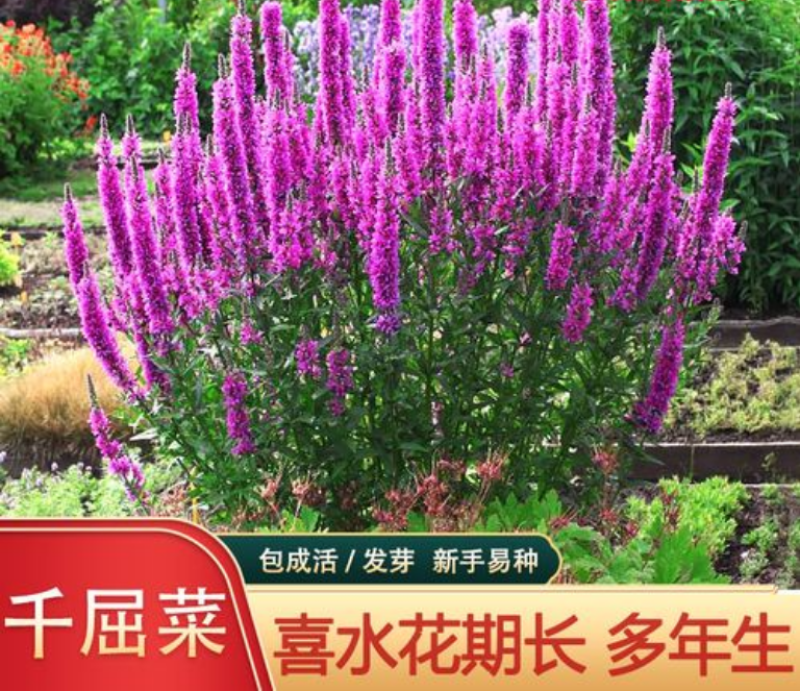千屈菜种子水生花种子四季易种多年生景观花卉水钟柳耐热耐寒