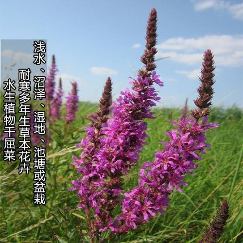 千屈菜种子水生花种子四季易种多年生景观花卉水钟柳耐热耐寒