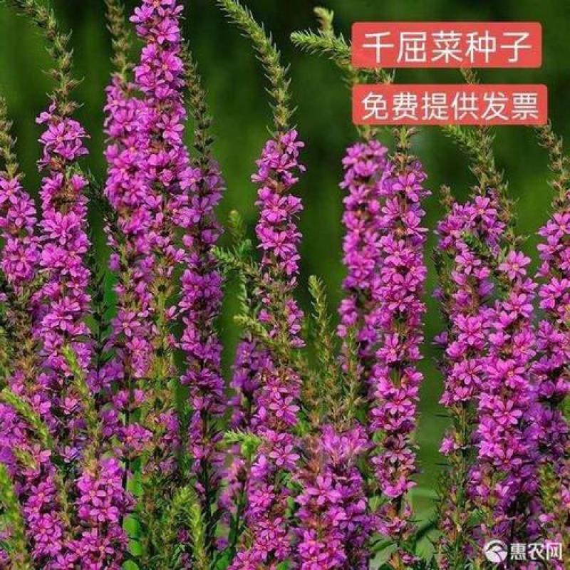 千屈菜种子水生花种子四季易种多年生景观花卉水钟柳耐热耐寒