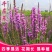 千屈菜种子水生花种子四季易种多年生景观花卉水钟柳耐热耐寒