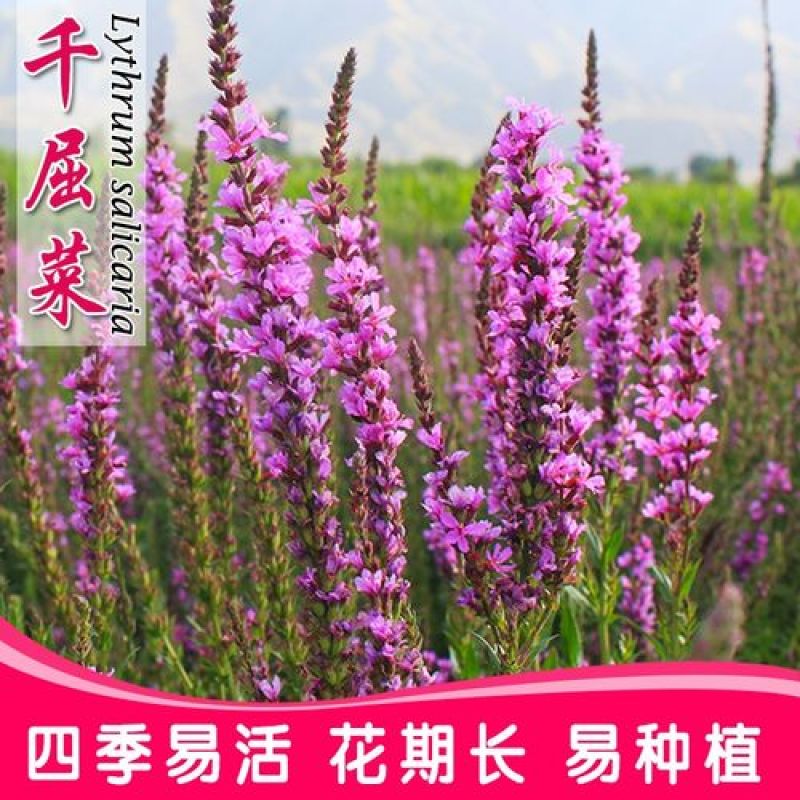 千屈菜种子水生花种子四季易种多年生景观花卉水钟柳耐热耐寒
