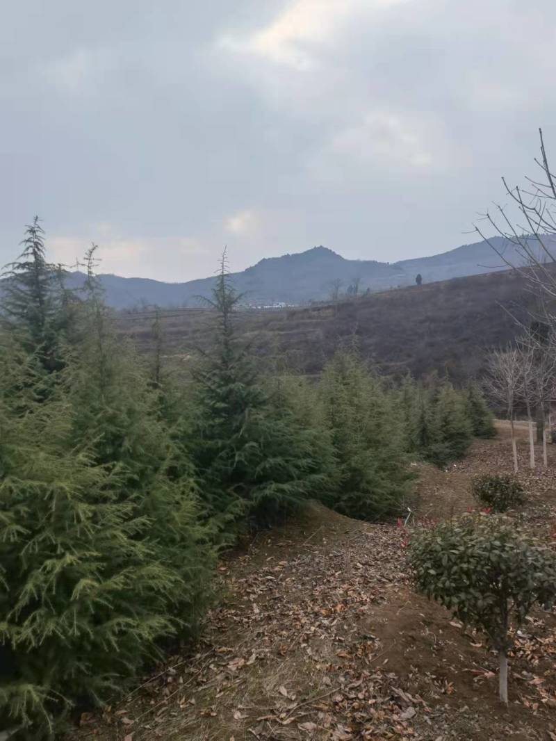 【牛商推荐】大田1-5米起步精品雪松基地直供欢迎选购