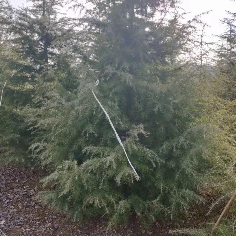 【牛商推荐】大田1-5米起步精品雪松基地直供欢迎选购