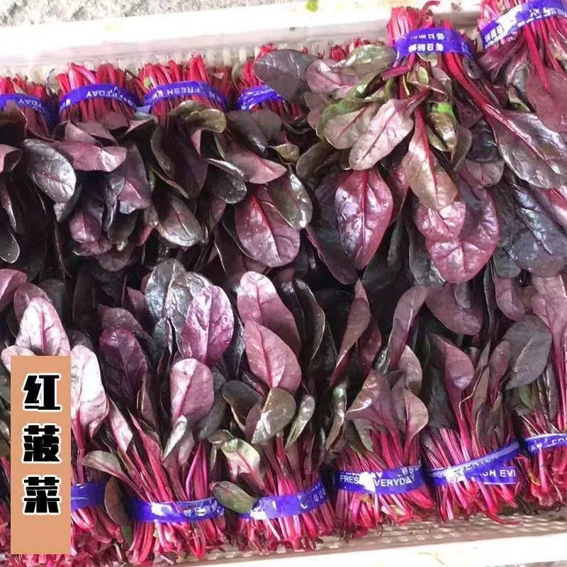 精品红波菜基地直供一手货源品质保证大量有货欢迎采购！