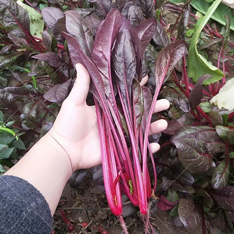 精品红波菜基地直供一手货源品质保证大量有货欢迎采购！