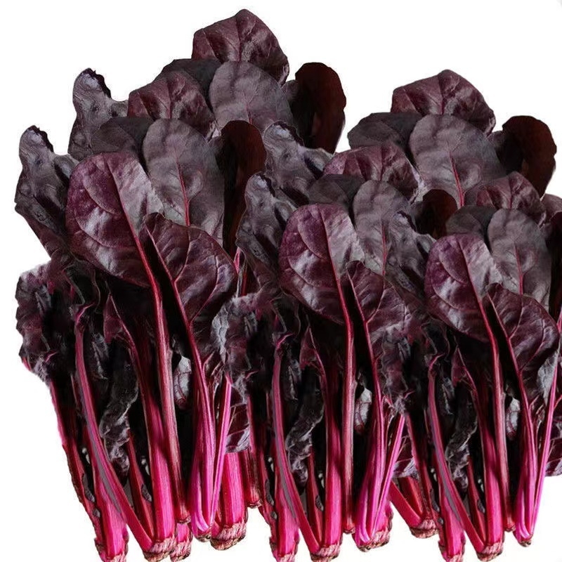 精品红波菜基地直供一手货源品质保证大量有货欢迎采购！