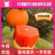 【精】湖北秭归橙子脐橙中华红橙血橙产地直发果型大颜色红