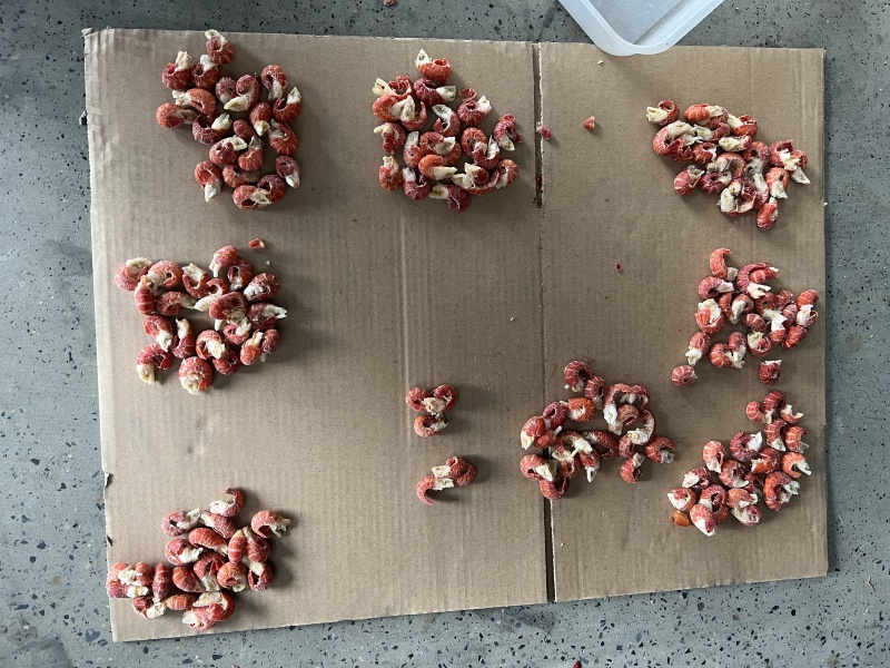 无冰衣单冻干冻小龙虾尾特级一级二级三级次品厂家直销