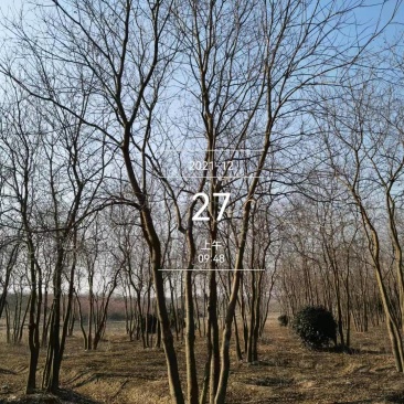 乌桕树22公分25公分30公分市场价格，产地批发