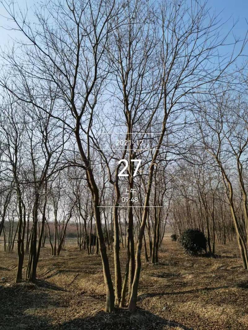 乌桕树22公分25公分30公分市场价格，产地批发