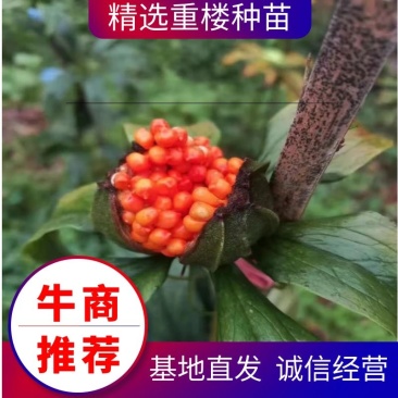 药典重楼种苗华重楼中药材七叶一枝花