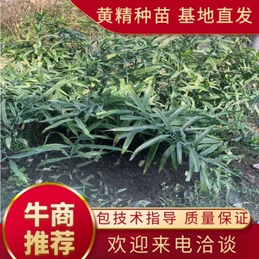 黄精种苗四川黄精种苗黄精块茎基地直供欢迎咨询采购