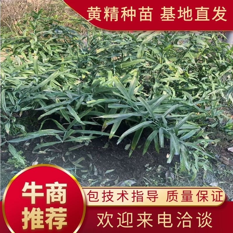 黄精种苗四川黄精种苗黄精块茎基地直供欢迎咨询采购