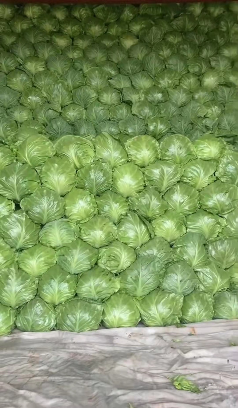 【牛】精品甘蓝，产地直供，货量充足，欢迎选购