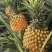 广东徐闻新鲜菠萝愚公楼菠萝广东徐闻特产菠萝的海