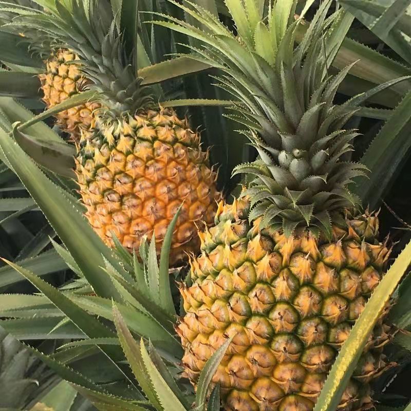 广东徐闻新鲜菠萝愚公楼菠萝广东徐闻特产菠萝的海