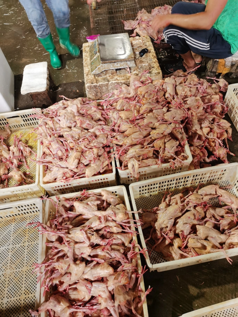 河北石家庄乳鸽纯粮散养土鸽子鸽子肉5两左右小白鸽