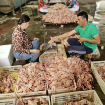 河北石家庄乳鸽纯粮散养土鸽子鸽子肉5两左右小白鸽