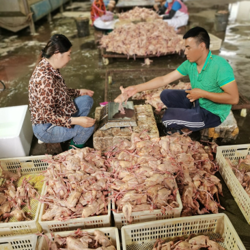 河北石家庄乳鸽纯粮散养土鸽子鸽子肉5两左右小白鸽