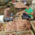 河北石家庄乳鸽纯粮散养土鸽子鸽子肉5两左右小白鸽