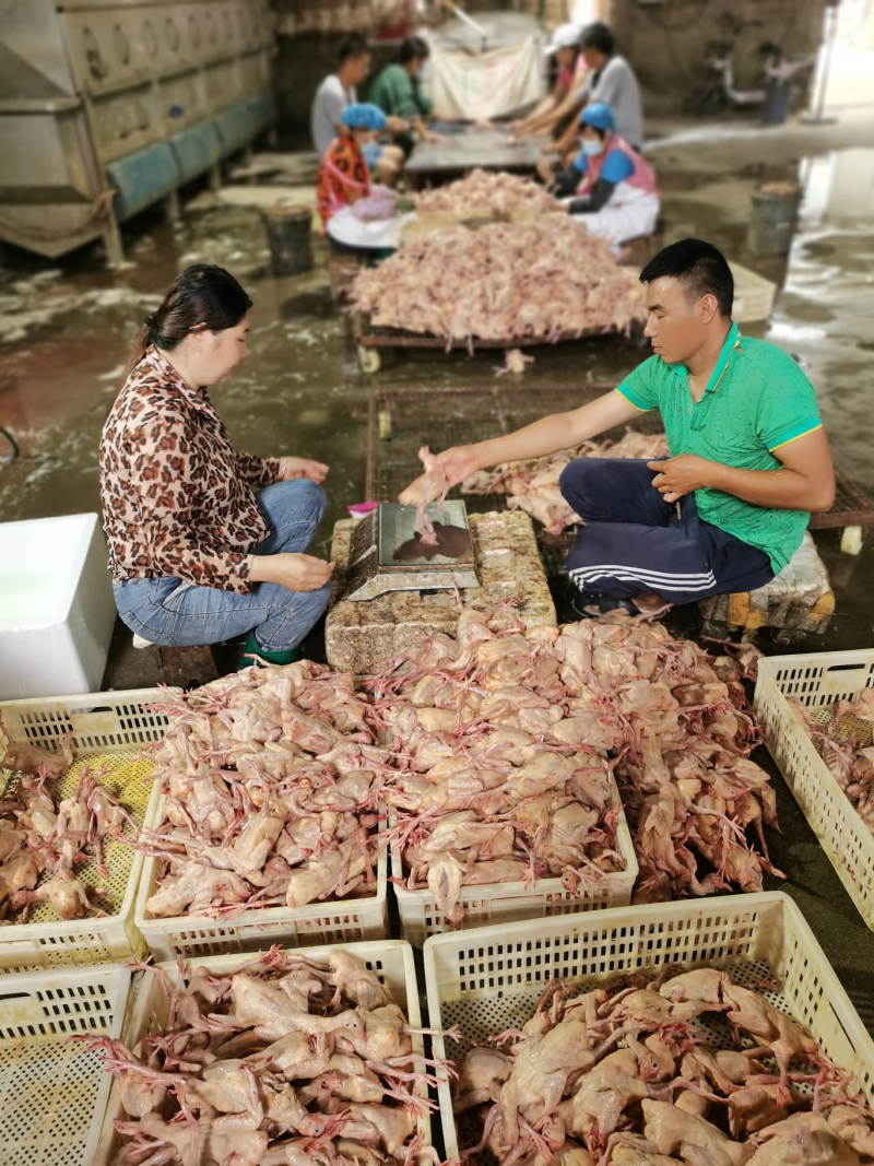 河北石家庄乳鸽纯粮散养土鸽子鸽子肉5两左右小白鸽