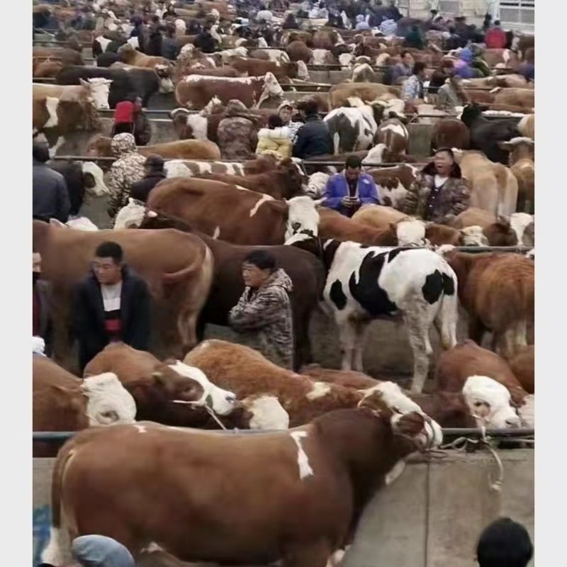 西门塔尔牛犊养殖基地直发量大价优保质保量欢迎联系