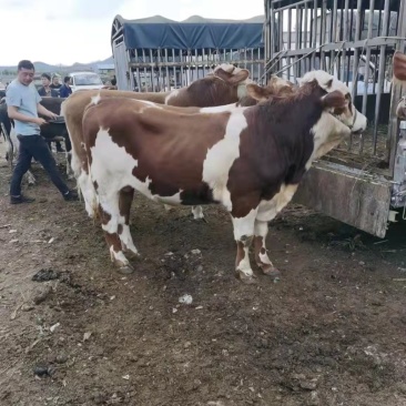 西门塔尔牛犊养殖基地直发量大价优保质保量欢迎联系