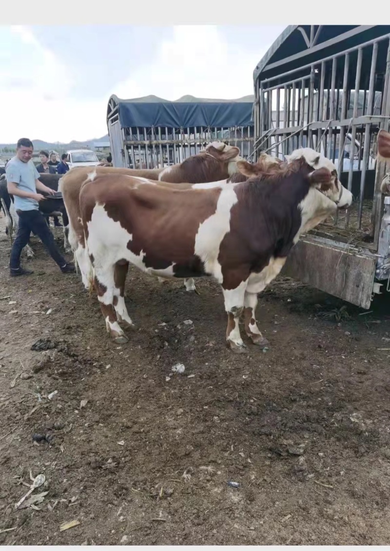 西门塔尔牛犊养殖基地直发量大价优保质保量欢迎联系