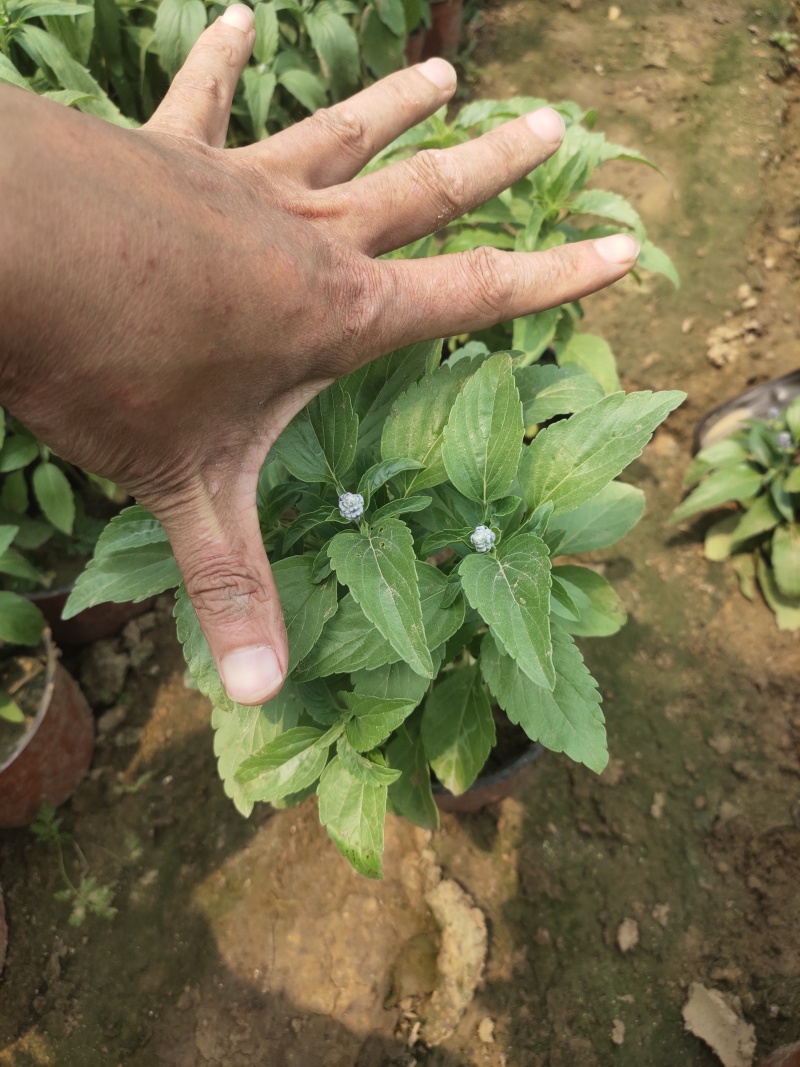 草花鼠尾草价格草花鼠尾草产地草花鼠尾草出售鼠尾草