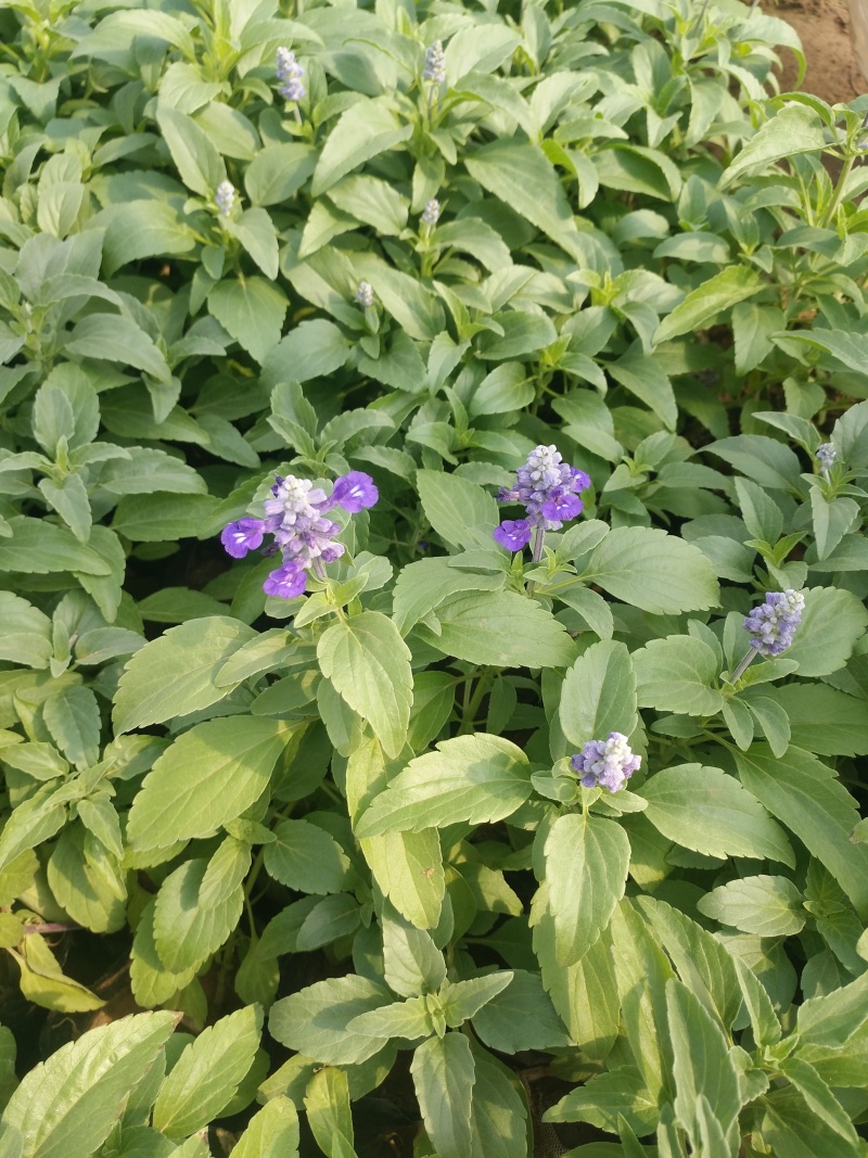 草花鼠尾草价格草花鼠尾草产地草花鼠尾草出售鼠尾草