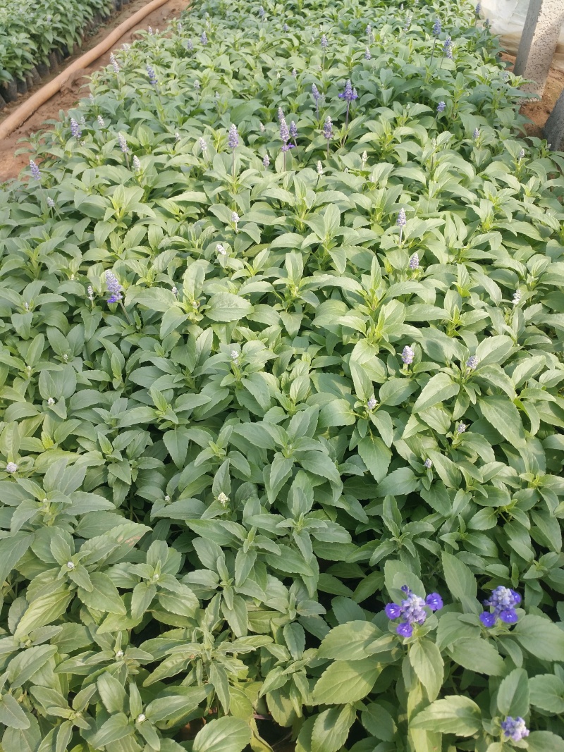 草花鼠尾草价格草花鼠尾草产地草花鼠尾草出售鼠尾草