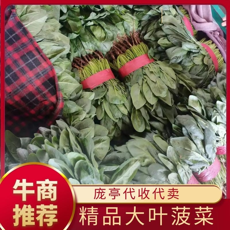 大叶菠菜，基地直供量大从优全国发货无烂叶欢迎咨询采购