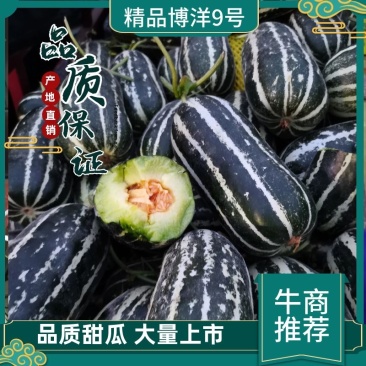 （博洋九号甜瓜）产地直发一手货源新鲜货当天发车
