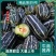 （博洋九号甜瓜）产地直发一手货源新鲜货当天发车