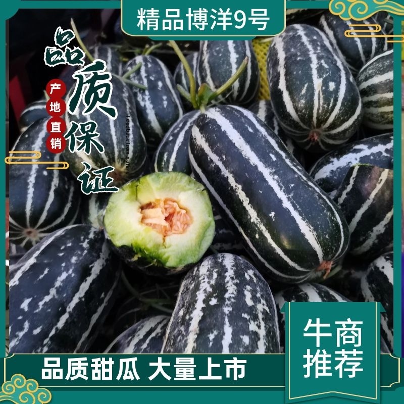 （博洋九号甜瓜）产地直发一手货源新鲜货当天发车