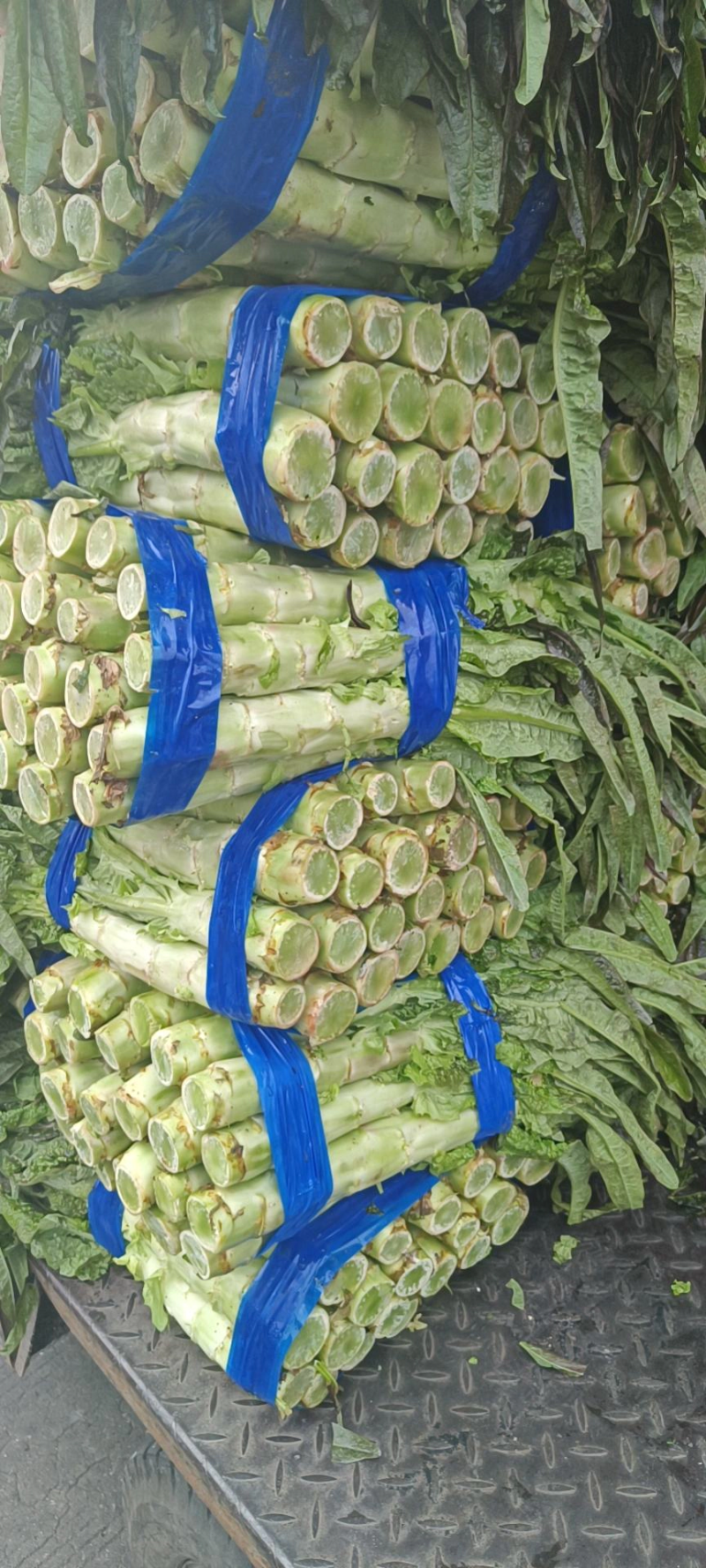 【牛商优选】精品莴笋大量上市产地直供货源充足