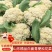 山东花菜优质菜花产地直供货源充足保质保量欢迎实地考察
