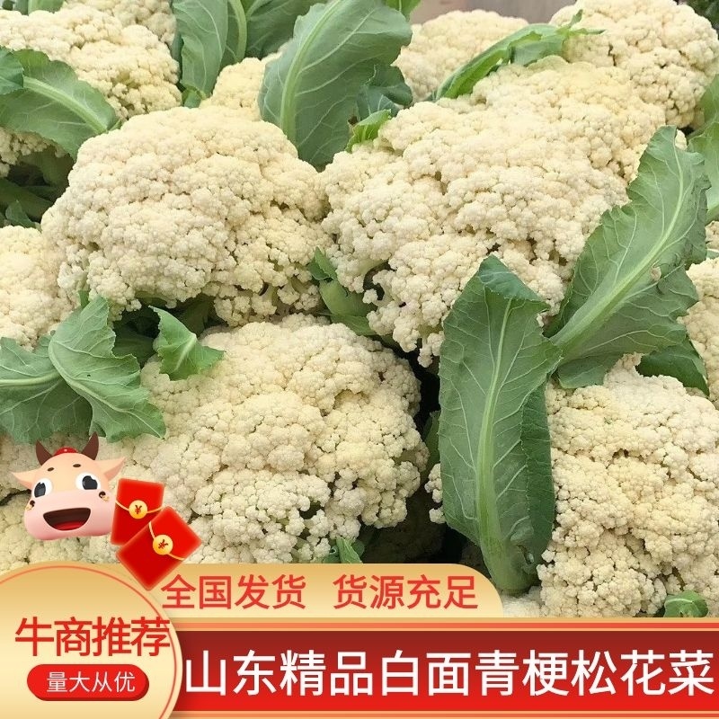 山东花菜优质菜花产地直供货源充足保质保量欢迎实地考察
