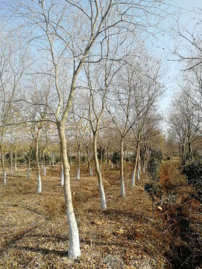 9公分10公分乌桕树多少钱