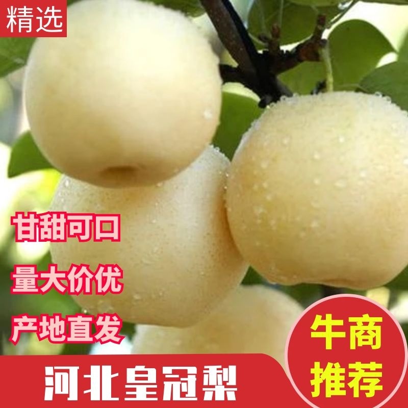 【河北皇冠梨】甘甜可口，产地直发，量大从优，欢迎实地看货