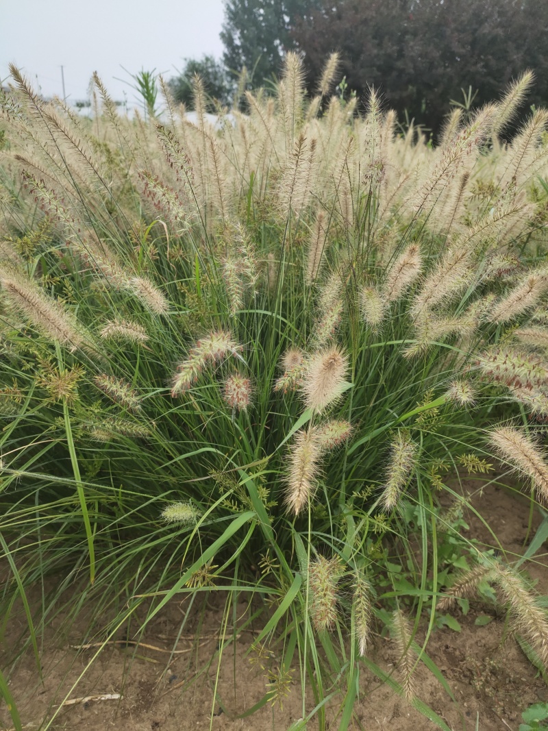 小兔子狼尾草价格小兔子狼尾草产地绿化用小兔子狼尾草