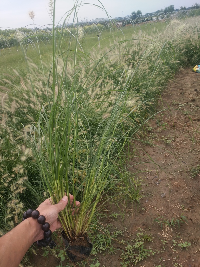 小兔子狼尾草批发青州小兔子狼尾草出售小兔子狼尾草种植